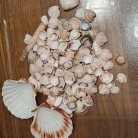 Conchiglie varie per decorazioni 
