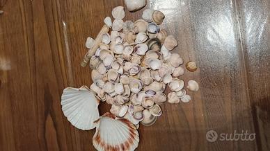 Conchiglie varie per decorazioni 