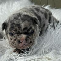 Bulldog francese cuccioli