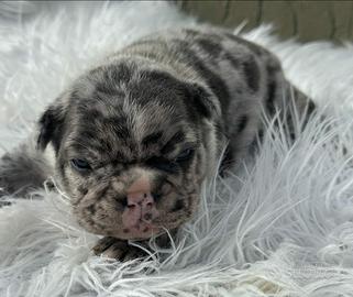 Bulldog francese cuccioli