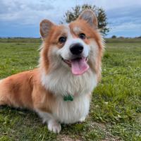 Corgi maschio con pedigree per monta