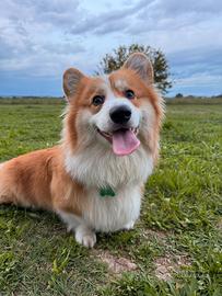 Corgi maschio con pedigree per monta