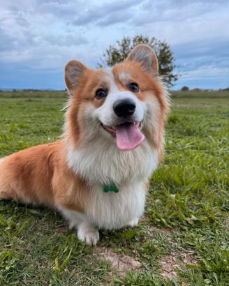 Corgi maschio con pedigree per monta