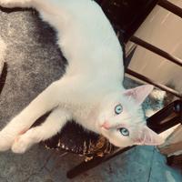 Cucciolo Maine Coon e Blu di russia