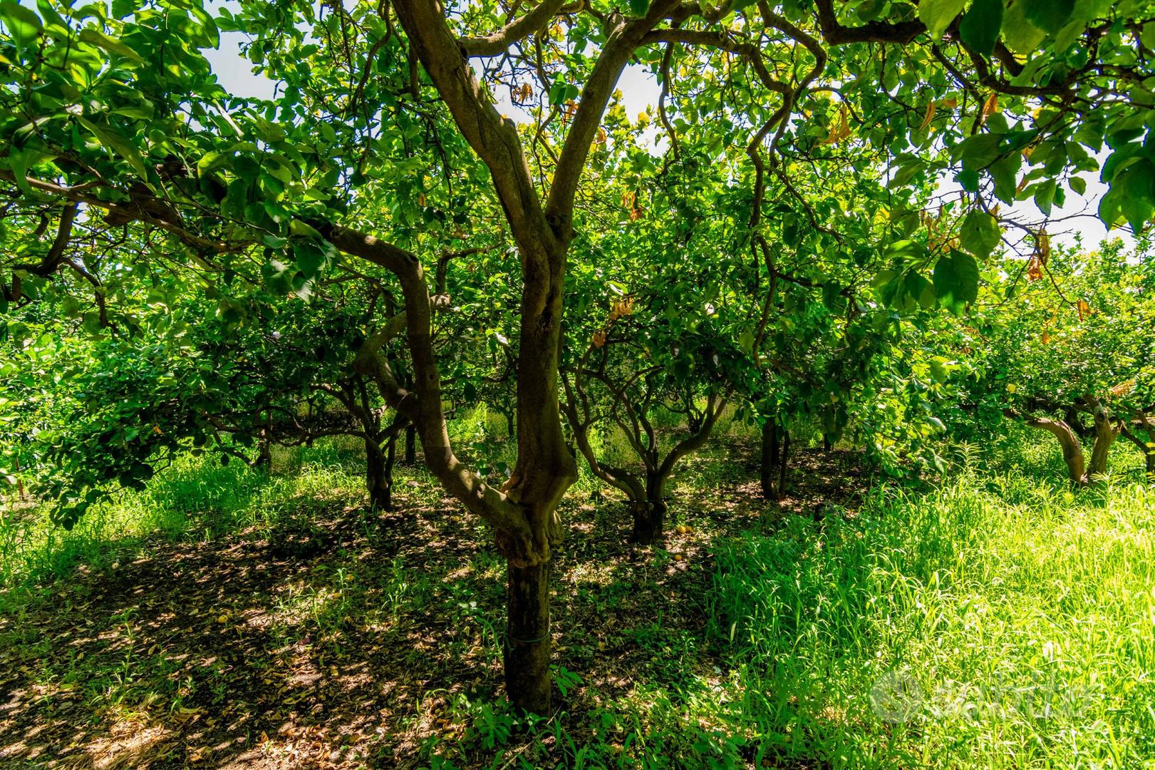Terreno - Santa Venerina - Vista 5