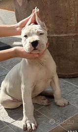 Dogo argentino