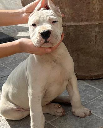 Dogo argentino