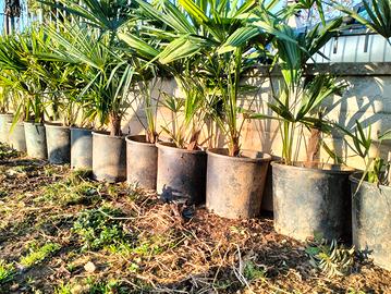 Piantini di palma