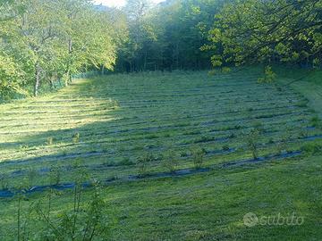 Az.agricola coltivazione mirtilli a Fanano