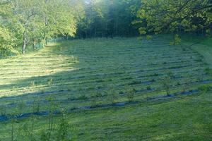 Az.agricola coltivazione mirtilli a Fanano
