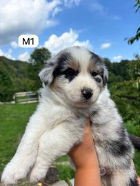 Cucciolo maschio di Pastore Australiano (M1)