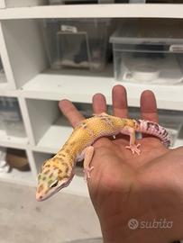 Geco leopardino