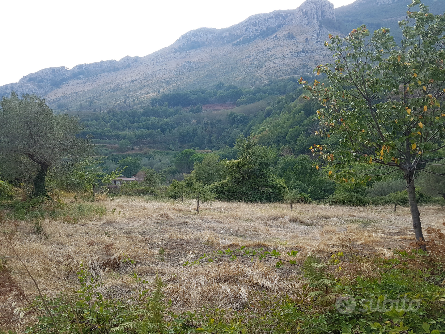 Uliveto su terreno agricolo con grande rudere - Vista 2