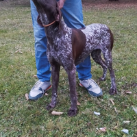 Diana Bracco Tedesco