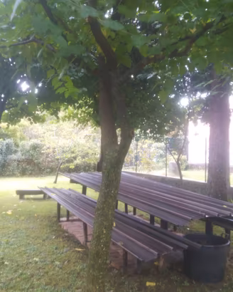 Alberi gelso