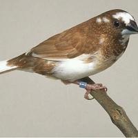 Passeri del giappone