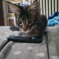 Cuccioli Maine Coon si accettano prenotazioni