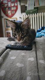 Cuccioli Maine Coon si accettano prenotazioni