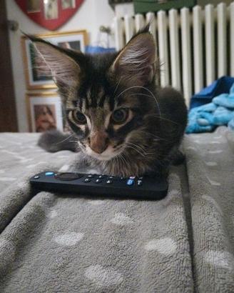 Cuccioli Maine Coon