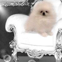 Vendita spizz pomeriana