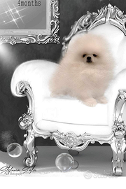 Vendita spizz pomeriana