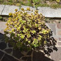 Sedum pianta grassa
