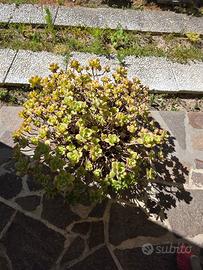 Sedum pianta grassa