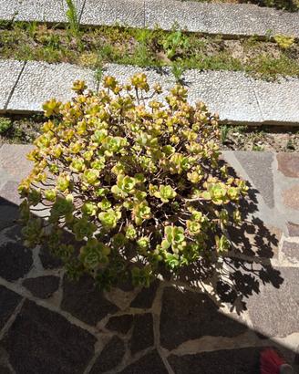 Sedum pianta grassa