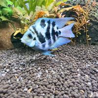 Blue parrot cichlid altissima genealogia