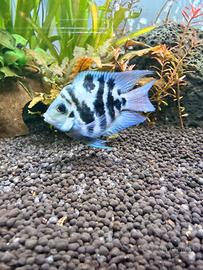 Blue parrot cichlid altissima genealogia