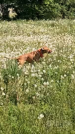 Setter Pointer
