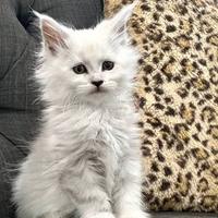 Maine coon xxl pedigree