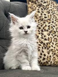 Maine coon xxl pedigree