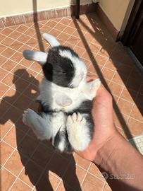 Coniglio mini loop panda