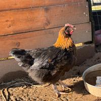 Pulcino Marans Galletto