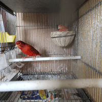 Canarini agata isabella rossi novelli