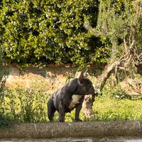 Bulldog francese femmina blu