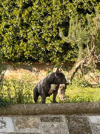 Bulldog francese femmina blu