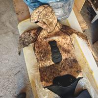 Muta subacquea cressi sub pesca apnea