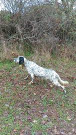 Setter inglese femmina