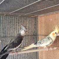 Pappagalli calopsite