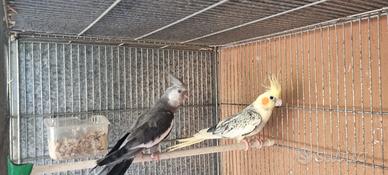 Pappagalli calopsite