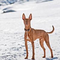 Cuccioli di cirneco dell'Etna