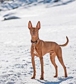 Cuccioli di cirneco dell'Etna