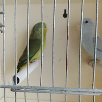 2 coppie di pappagalli forpus