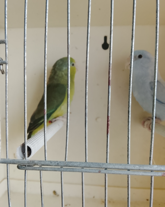 2 coppie di pappagalli forpus