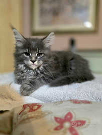 MAINE COON Blue Tabby
