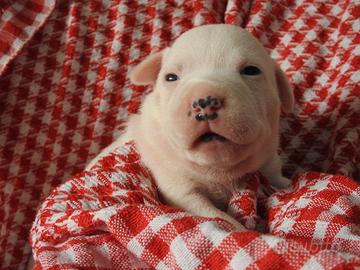 Staffordshire bull terrier "staffy"