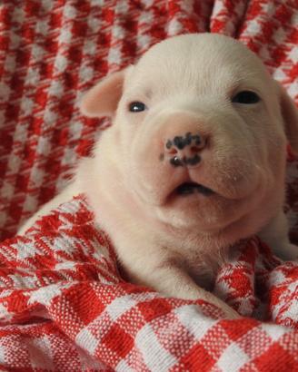 Staffordshire bull terrier "staffy"