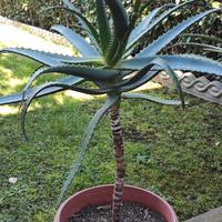 Aloe Arborescens in fiore 